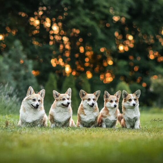 Born to Be Corgi