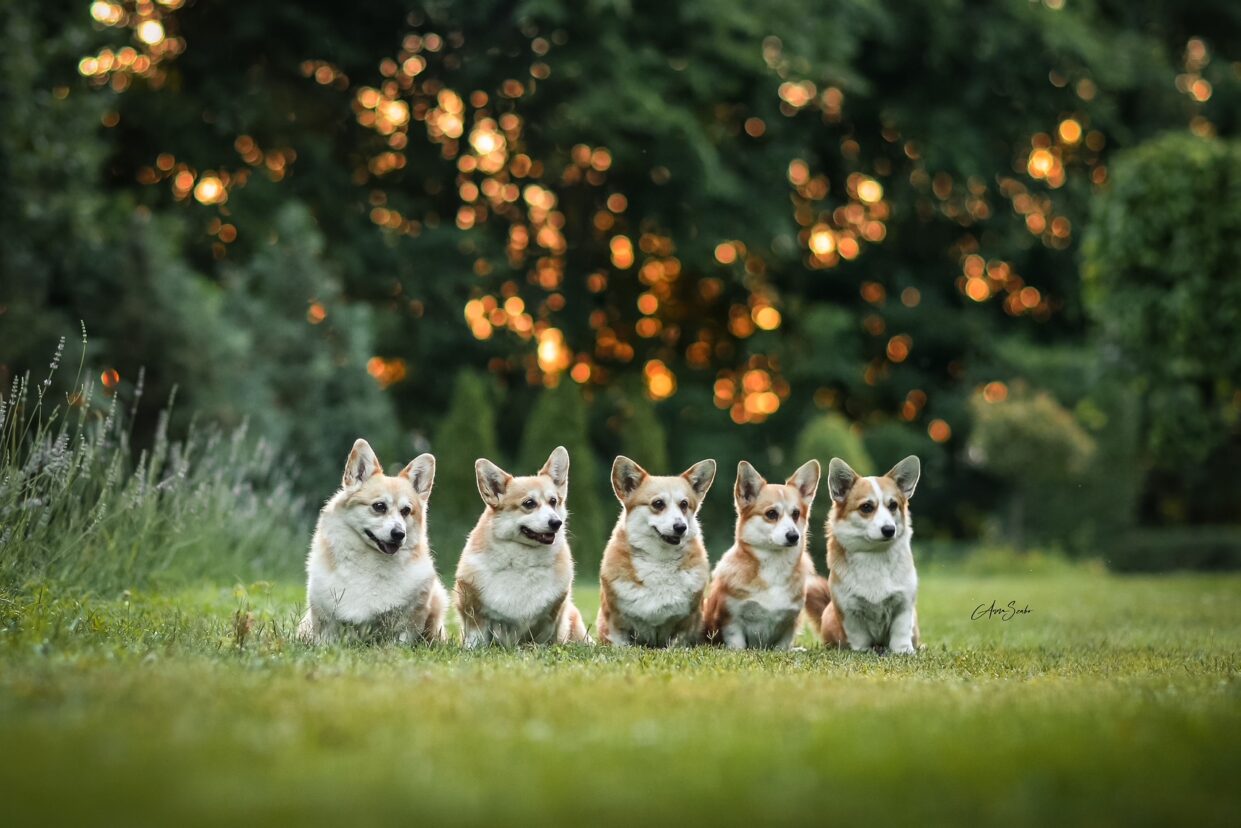 Born to Be Corgi