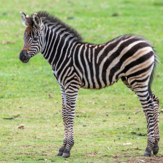 Illusztráció: Shutterstock