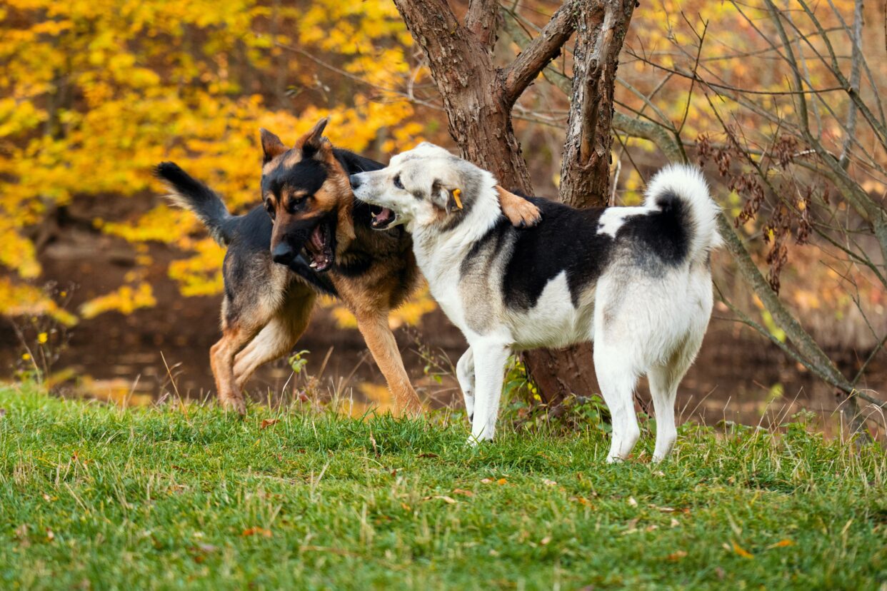 Shutterstock